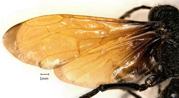 Media type: image;   Entomology 16332 Aspect: wing